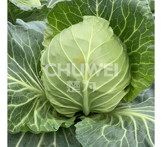 �G�_�_-���{(l��n)�N��-��������