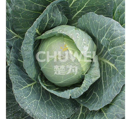 ���A��132-���{(l��n)�N��-��������