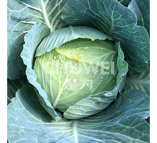 �ʼ�70-���{(l��n)�N��-��������