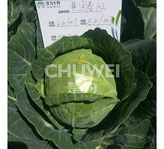 ���A��102-���{�N��-��������