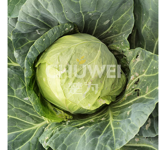 �G�M�@-���{(l��n)�N��-��������