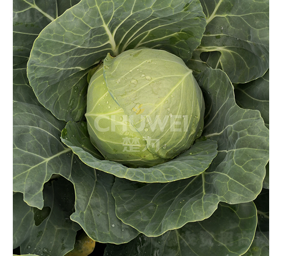 �G��ɏ-���{(l��n)�N��-��������