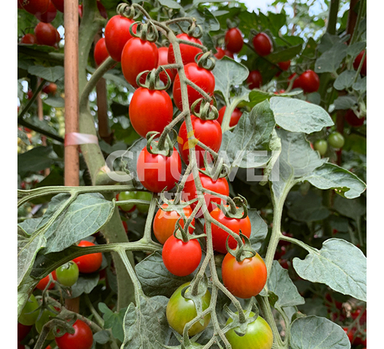 �tؐ��-���ѷN��-��������