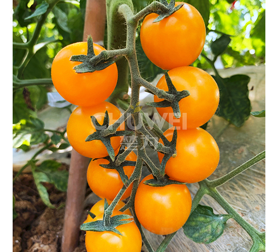 �Sؐ��(l��)-���ѷN��-��������