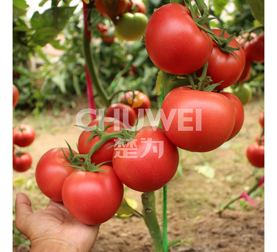 ϣΨ��-���ѷN��-��������