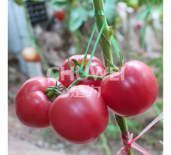 利諾-番茄種子-楚為生物