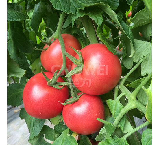 完美一號(hào)-番茄種子-楚為生物