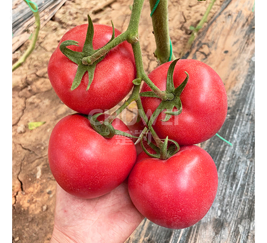 楚粉8S83-番茄種子-楚為生物