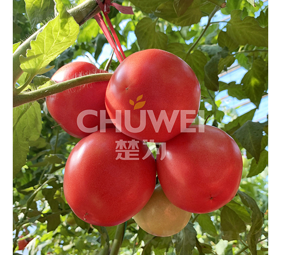 楚粉8A06-番茄種子-楚為生物