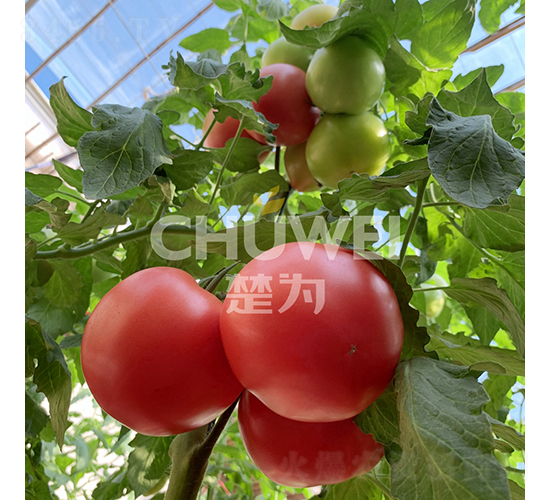 楚粉8A09-番茄種子-楚為生物