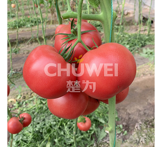 楚粉8A20-番茄種子-楚為生物