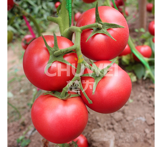 迪力喜-番茄種子-楚為生物