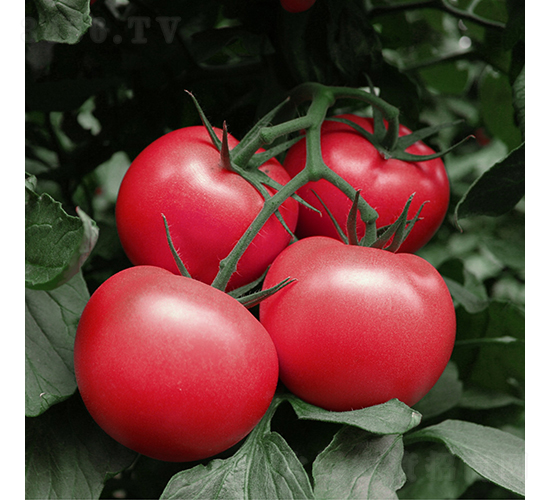 粉得力-番茄種子-楚為生物