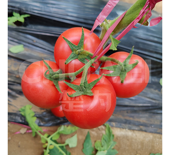 萬(wàn)寶211-番茄種子-楚為生物