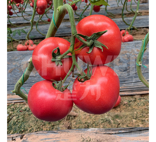 ������һ̖-���ѷN��-��������