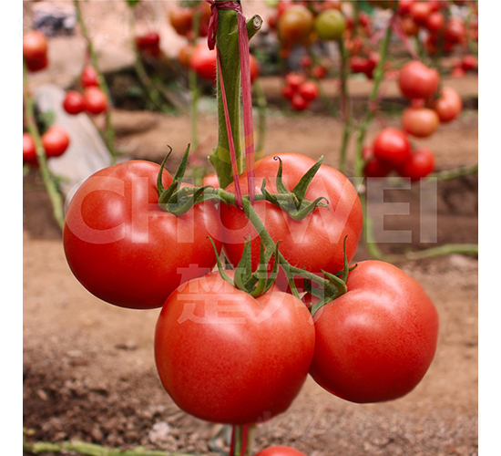 ����S307-���ѷN��-��������