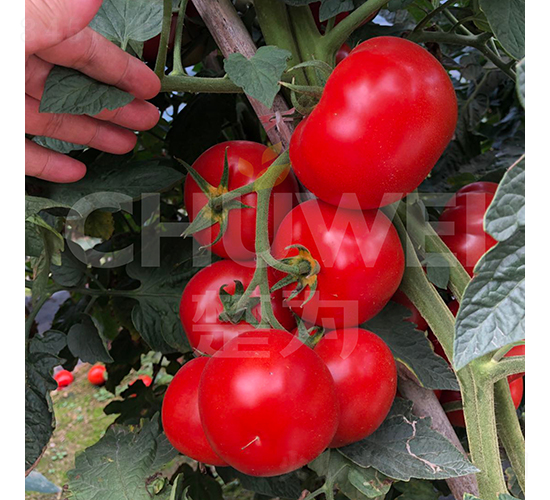 ӳɽ�t-���ѷN��-��������