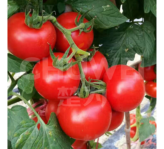 �M�üt518-���ѷN��-��������