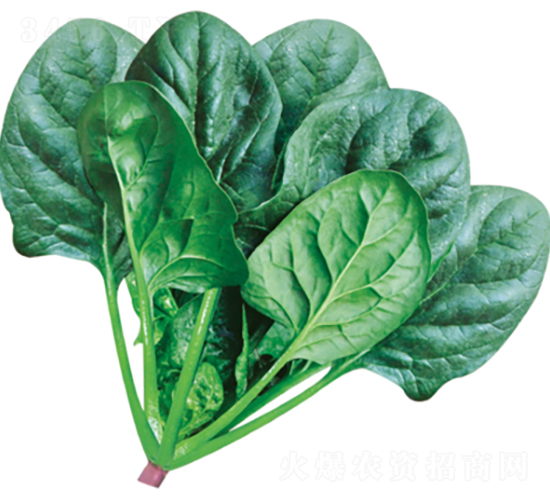 ����501-���˷N��-�����N�I(y��)