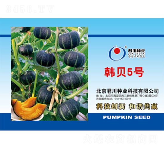 韓貝5號(hào)-南瓜種子-君川種業(yè)