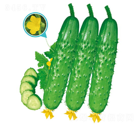 君優(yōu)1號(hào)-黃瓜種子-君川種業(yè)