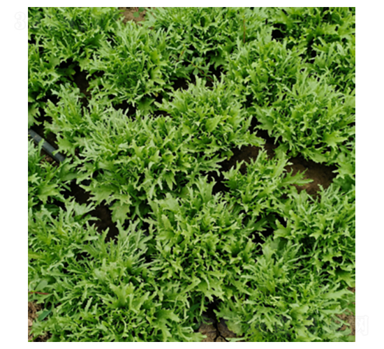 君川雅詩-生菜種子-君川種業(yè)