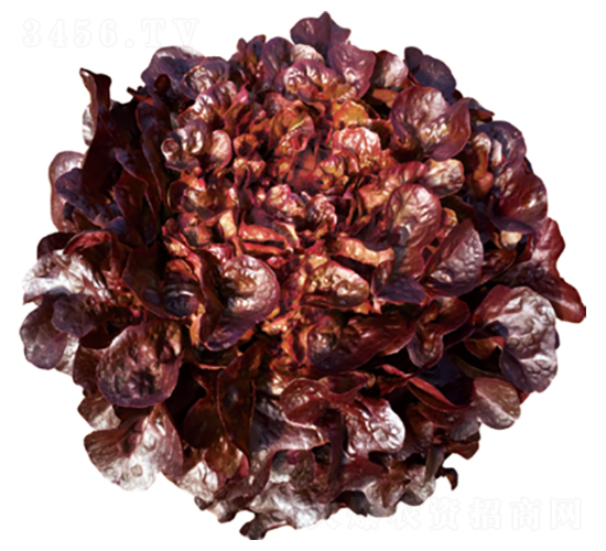 君川紫妍-生菜種子-君川種業(yè)