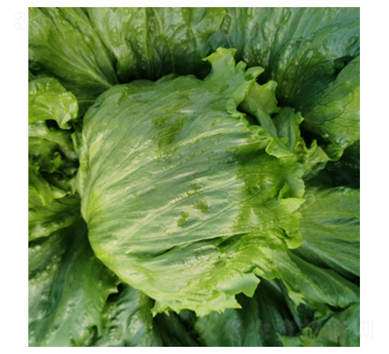 君川瑟琳-生菜種子-君川種業(yè)