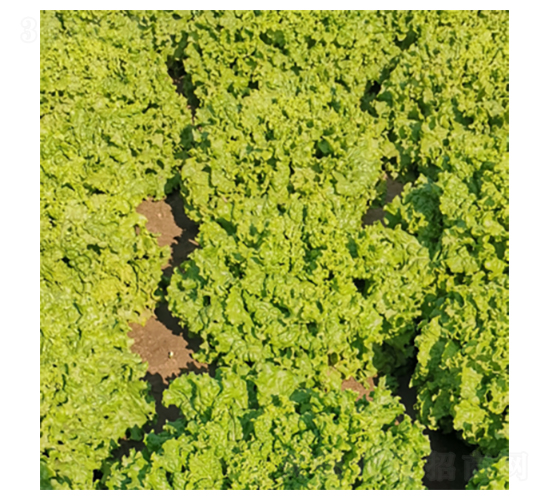 君川蘭黛-生菜種子-君川種業(yè)