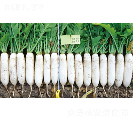 ����5̖-�}���N��-�����N�I(y��)