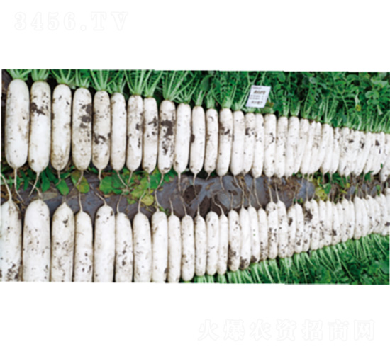 君白2號-蘿卜種子-君川種業(yè)