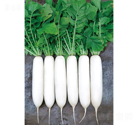 君星2號-蘿卜種子-君川種業(yè)