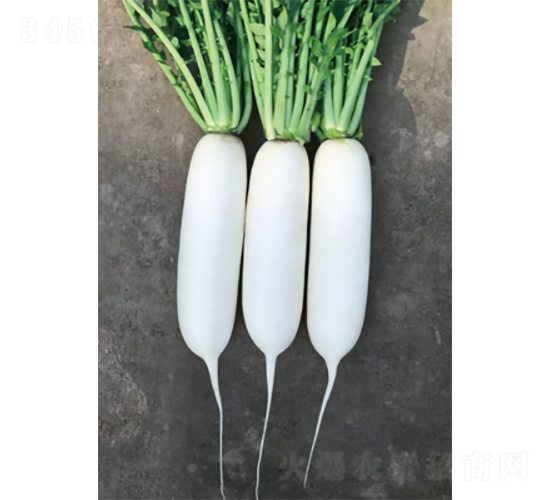 君川秋玉-蘿卜種子-君川種業(yè)