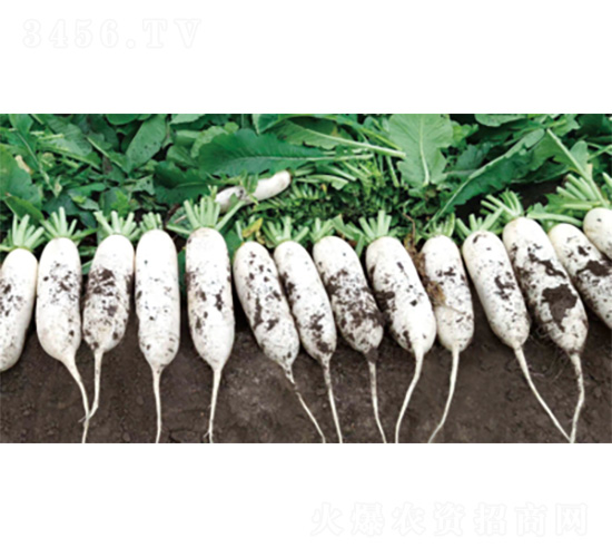 君川白龍3號(hào)-蘿卜種子-君川種業(yè)