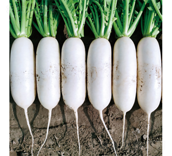 君川溢彩-蘿卜種子-君川種業(yè)