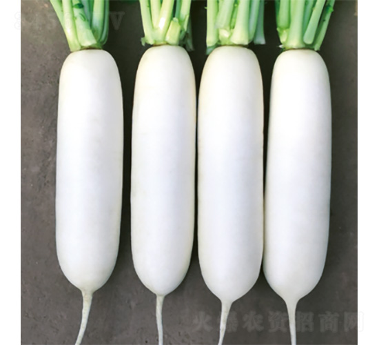 君川R806-蘿卜種子-君川種業(yè)