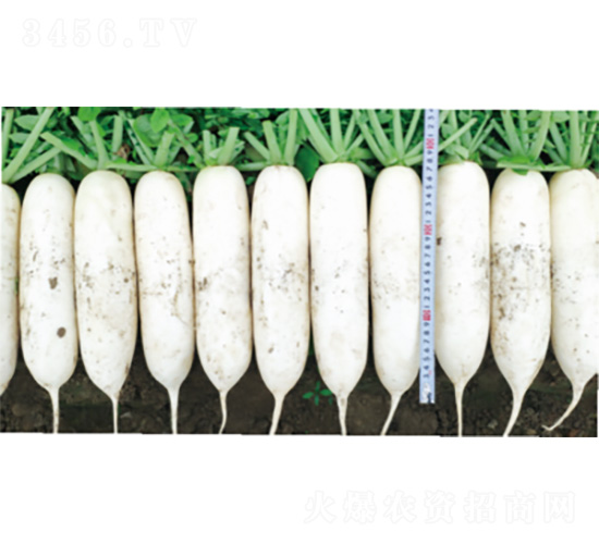 亮劍6號-蘿卜種子-君川種業(yè)