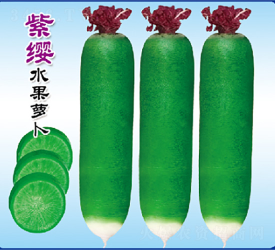 君川睡蓮-蘿卜種子-君川種業(yè)