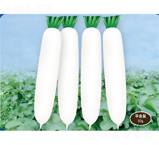 君川白龍2號-蘿卜種子-君川種業(yè)
