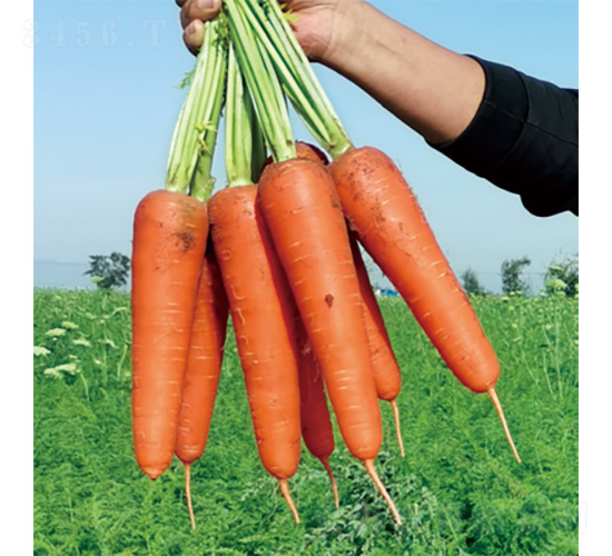 北龍1號(hào)-胡蘿卜種子-君川種業(yè)