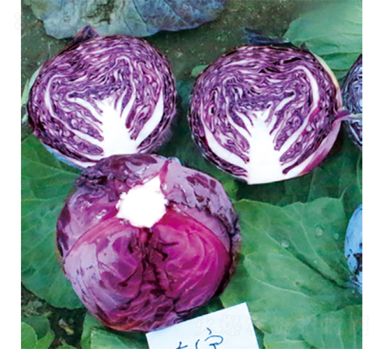 �����挚-���{(l��n)�N��-�����N�I(y��)