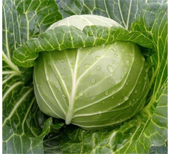 �M�@��ɫ-���{(l��n)�N��-�����N�I(y��)