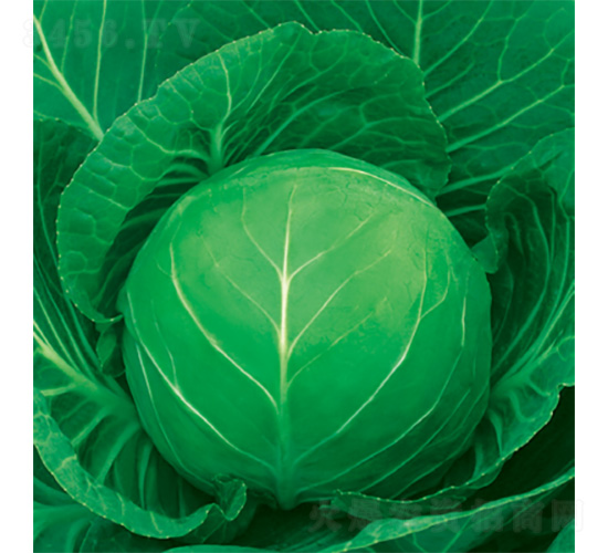 ����-���{(l��n)�N��-�����N�I(y��)