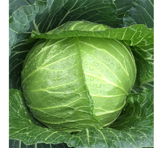 ��������-���{(l��n)�N��-�����N�I(y��)