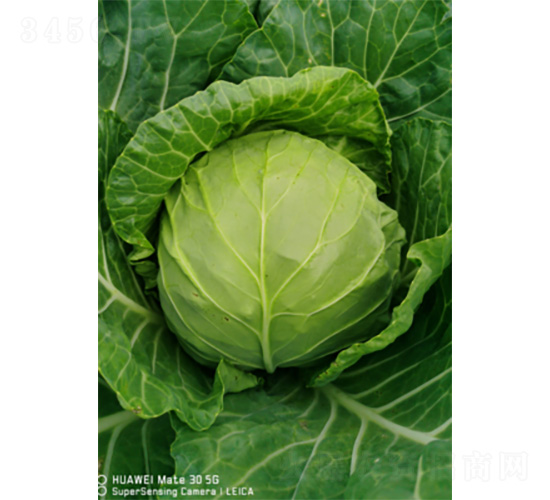 �����̾G-���{(l��n)�N��-�����N�I(y��)