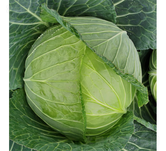 �����þG-���{(l��n)�N��-�����N�I(y��)