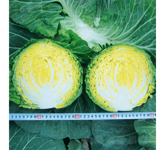 ����800-���{(l��n)�N��-�����N�I(y��)