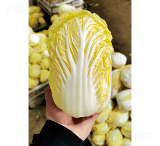 ��������-���޲˷N��-�����N�I(y��)