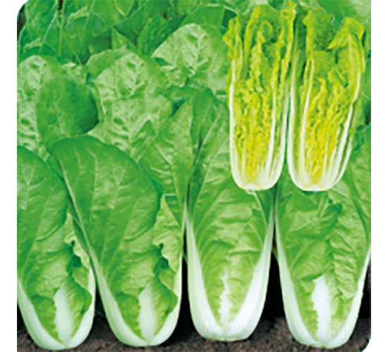 ��������-��˷N��-�����N�I(y��)