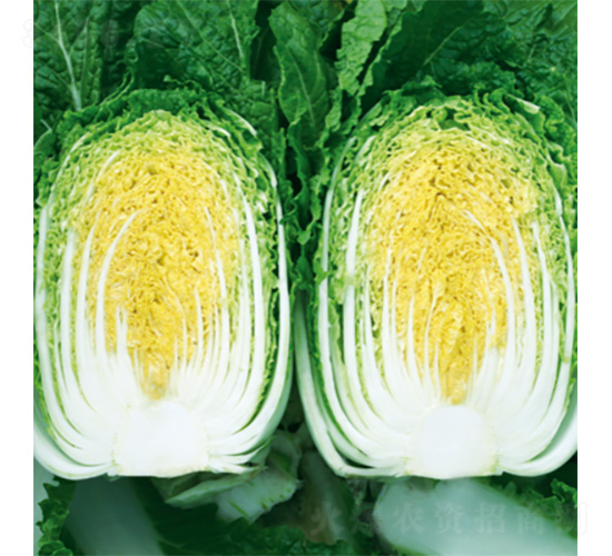 �����S-�ײ˷N��-�����N�I(y��)